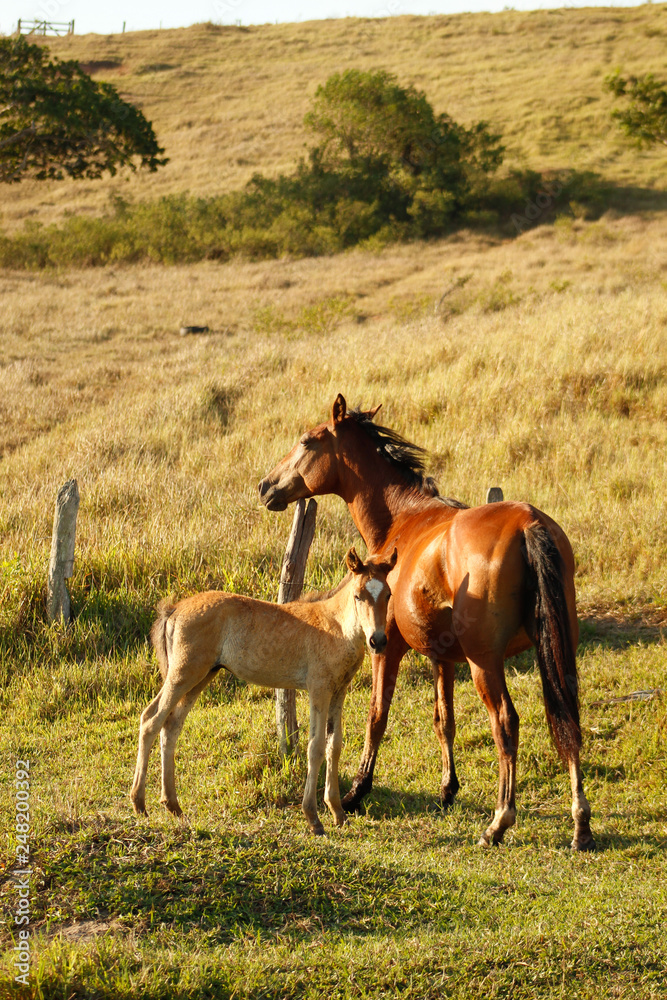 Cavalos mãe e filho