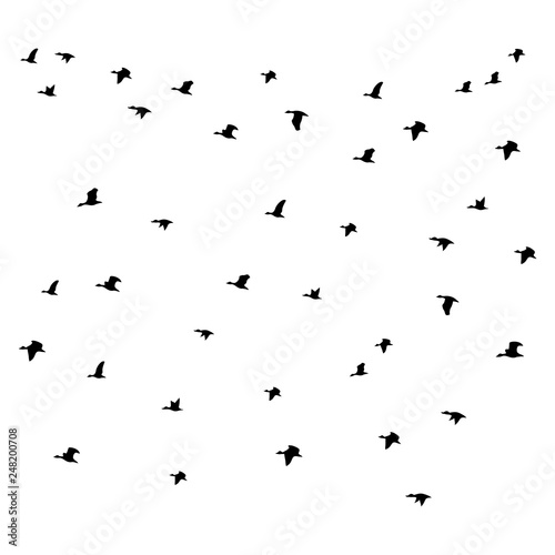 ducks flying set of birds