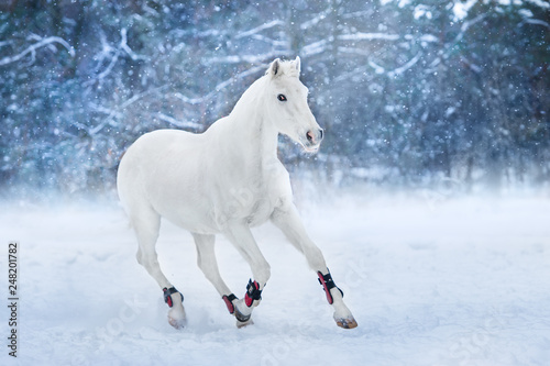 White horse run in snow landscape