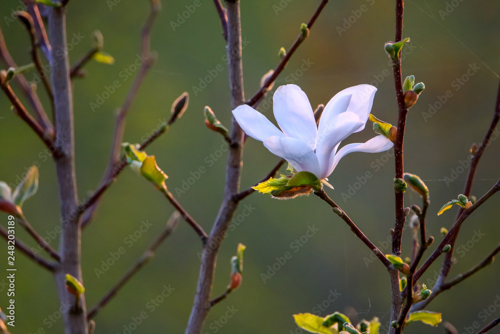 Close up of magnolia flower in spring.