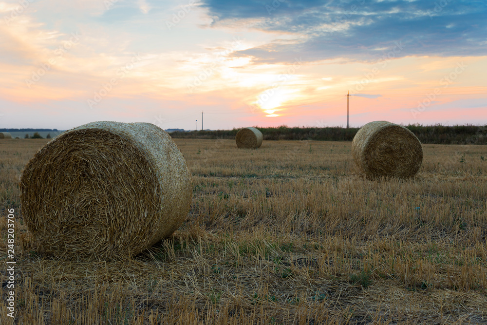 Rolls of hay on a beveled field in the evening at sunset. Autumn landscape.