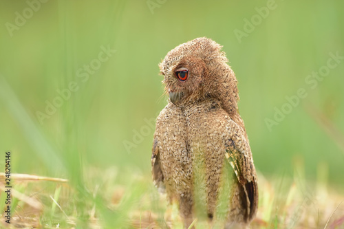 Looking for Prey