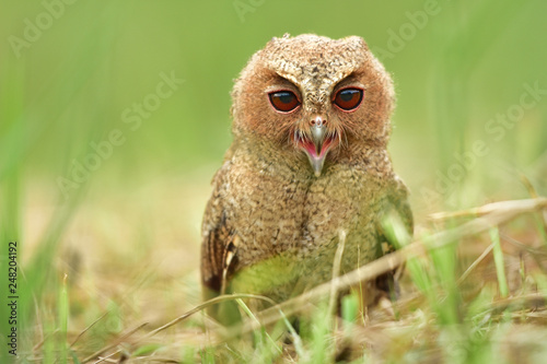 Singing Little Owl