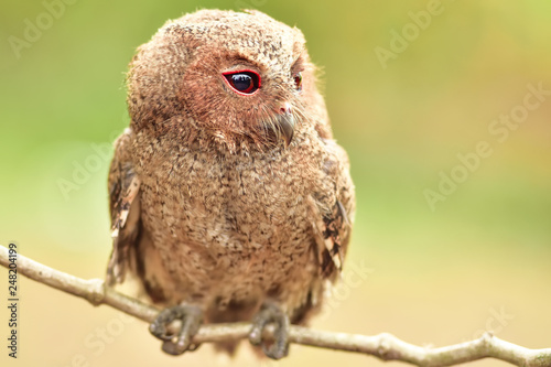 Owlet Sunbathing