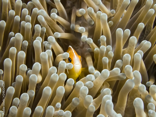 Close up detail anemonefish peeking from anemone underwater.