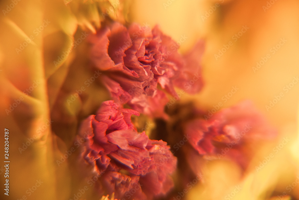 Blur background with dry flowers in macro. Floral abstract photography. Soft romantic pattern. Blur background with dry flowers in macro. Floral abstract photography. Soft romantic pattern.
