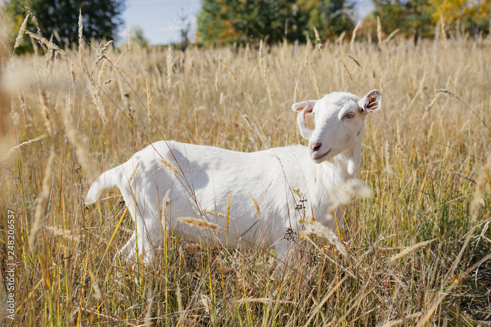 white goat grazing in a field in a sunny day white goat grazing in a field in a sunny day