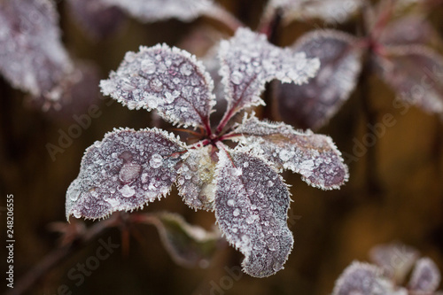 Frozen red plants in winter with the hoar-frost in the early morning light