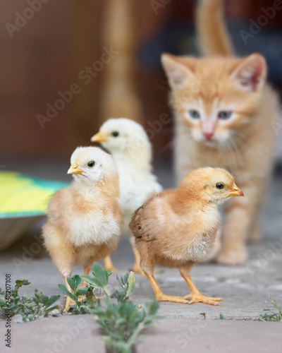 red kitten and charming little chickens