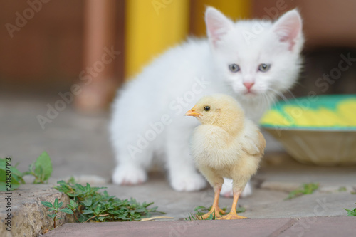 Little white kitten and yellow chicken outdoors