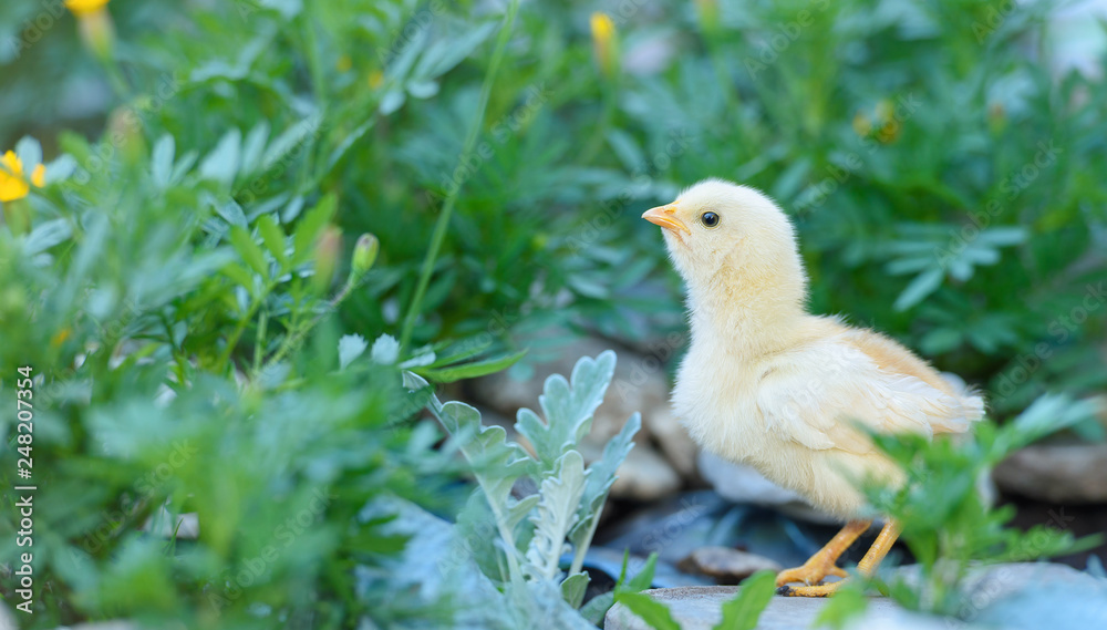 Beautiful little white chicken in the meadow Beautiful little white chicken in the meadow