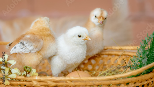 Beautiful and adorable chickens on floor for concept design and decoration.