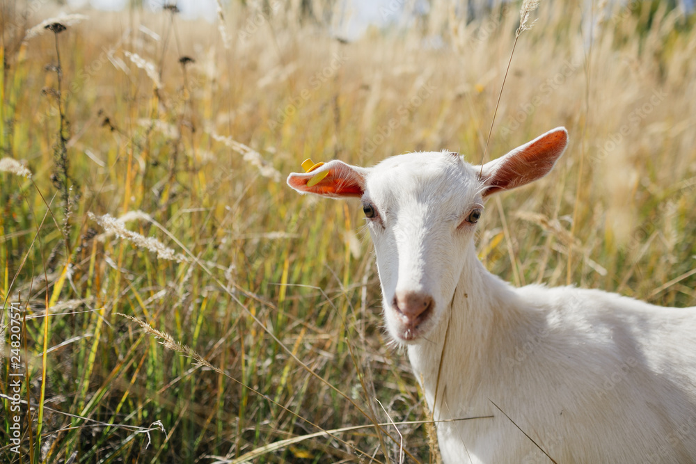 Fototapeta premium white goat grazing in a field