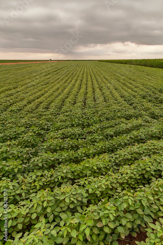 Agricultural soy plantation.  Green growing soybeans plant. Image