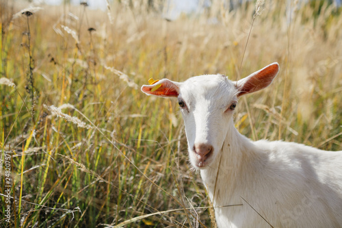white goat grazing in a field