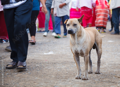 unattended stray mixed breed brown white colored street dog on pedestrian walkway background. Domestic Animal, Human friend, Companion, Pet care, Dog Adoption, Animal Shelter and Society issue concept