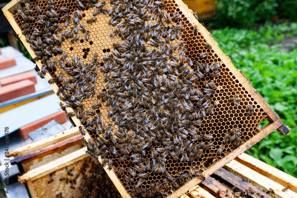 Bienen im Bienenstock Bienen im Bienenstock
