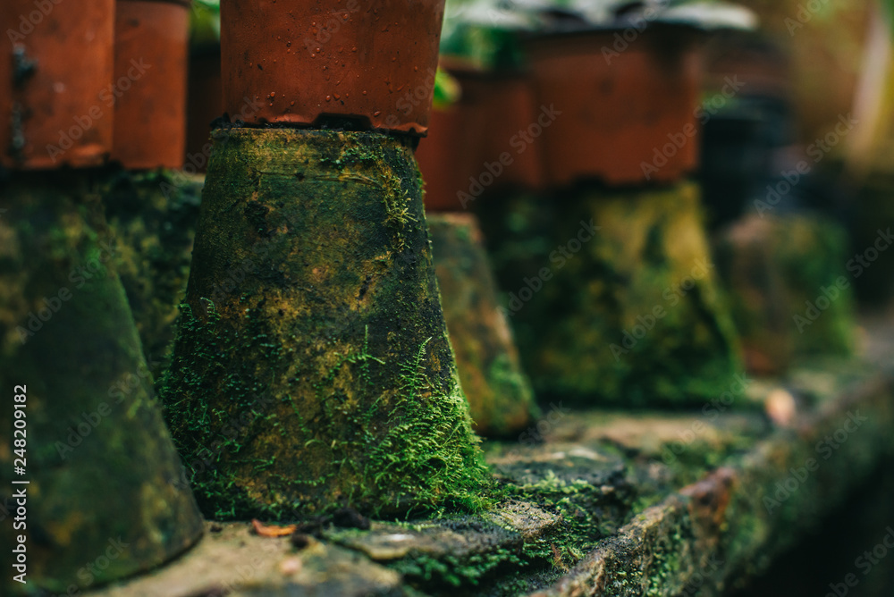 moss covered clay pots, close up