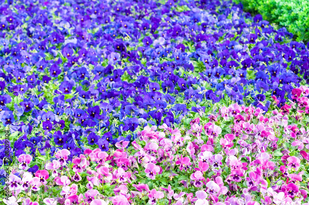 Naklejka premium Field of colorful flowers use for background, beautiful various species flowers.