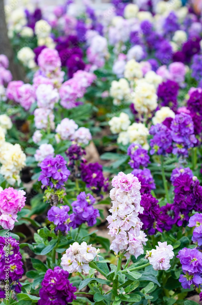 Beautiful purple and white flowers for background with sun light in morning Beautiful purple and white flowers for background with sun light in morning