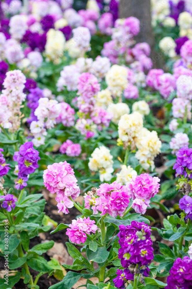 Beautiful purple and white flowers for background with sun light in morning Beautiful purple and white flowers for background with sun light in morning