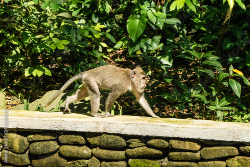 Floresta dos Macacos      Bali