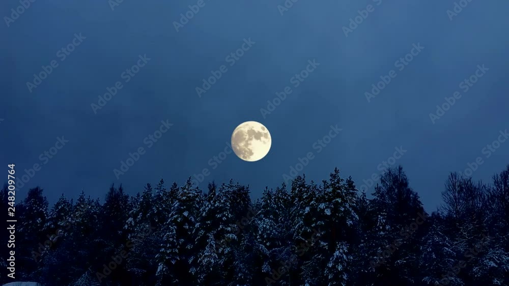 Snowy mystical night. Winter forest in a full moon. Snowy mystical night. Winter forest in a full moon.
