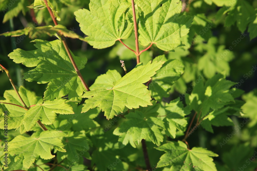 Maple Leaf Maple Leaf