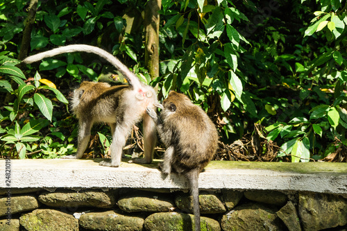 Floresta dos Macacos