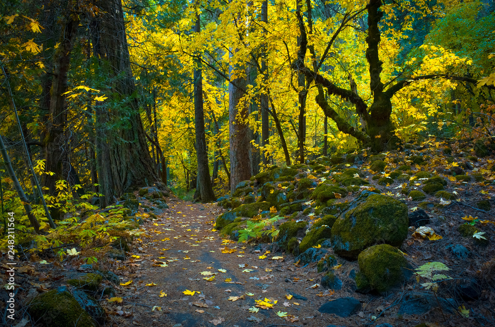 Yellow Fall Colors in Forest - Pohono Hiking Trail - Yosemite National Park
