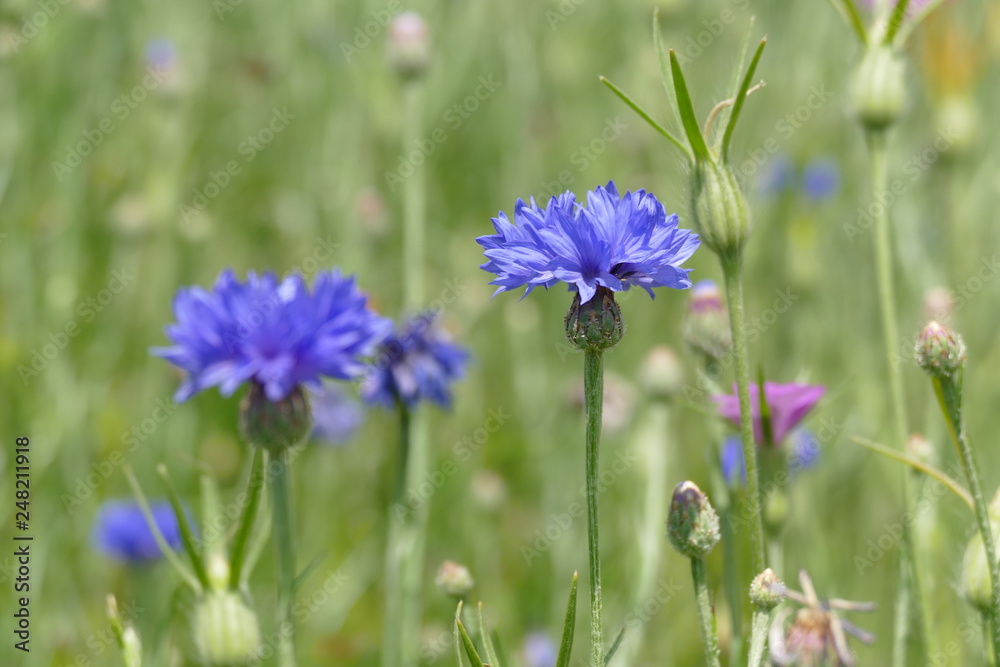 Kornblumen Kornblumen