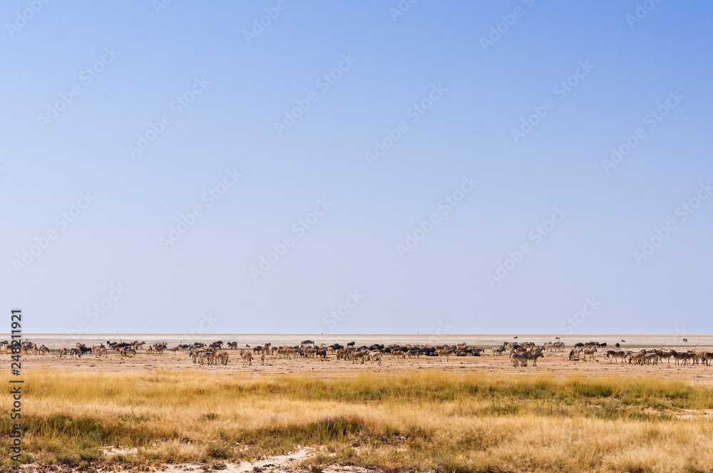 Group of animals at a water hole / Group of zebras, wildebeest and springboks at a waterhole in Etosha National Park.