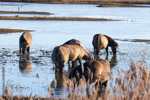 Wild Konik ponies grazing on marshland