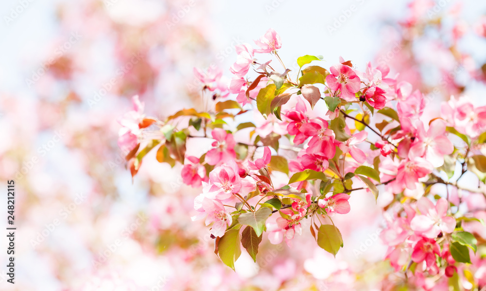 Spring garden landscape pink blossom fruit tree branch. Beautiful pink apple tree with many flowers springtime sunny day scene, selective focus