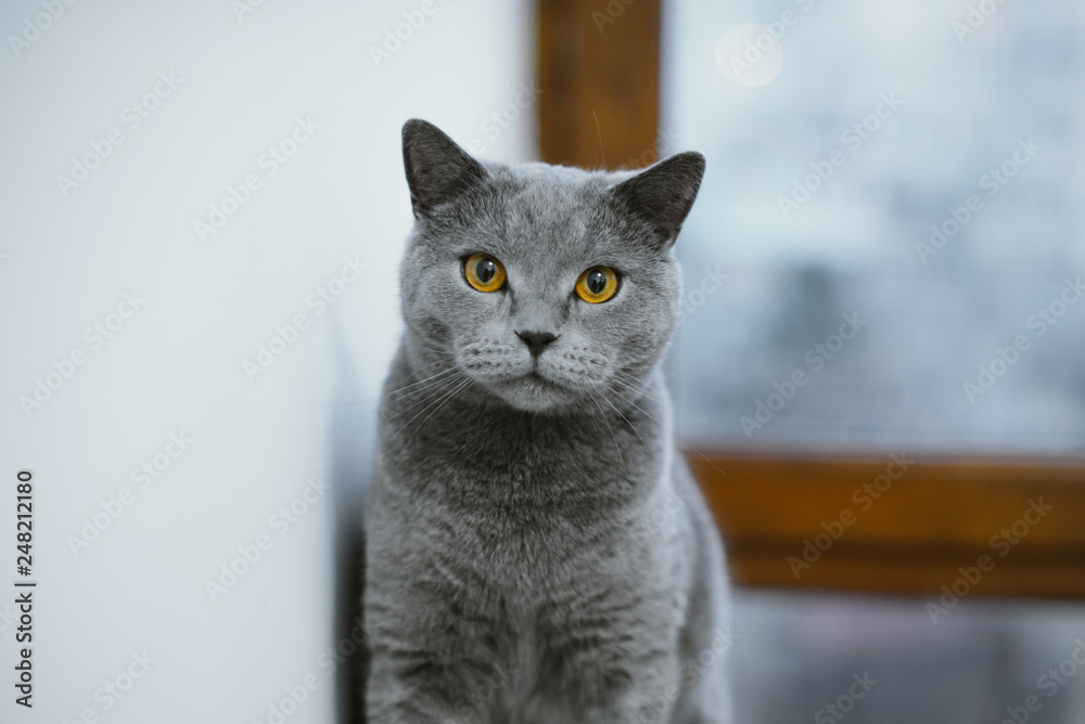 Φωτογραφία Furry grey cat sitting on the floor