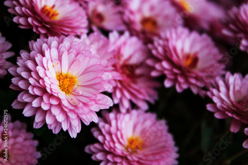 Chrysanthemum - close-up