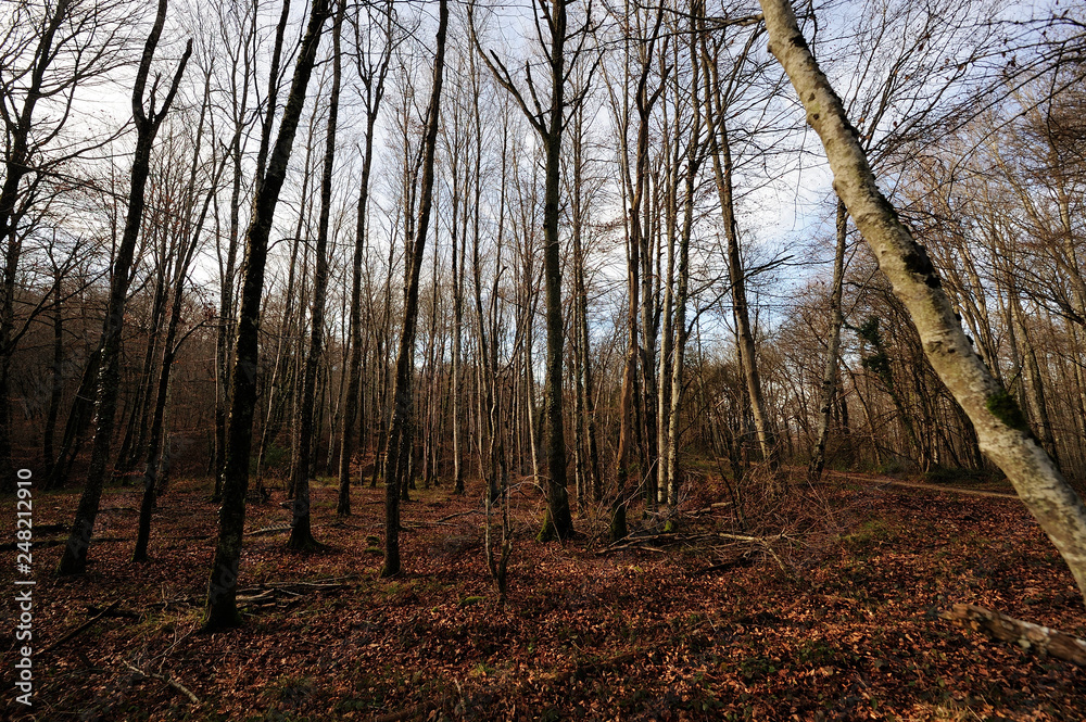 forest of beech and oak trees in winter sunset near the Alava town of Gauna (Basque Country) Spain