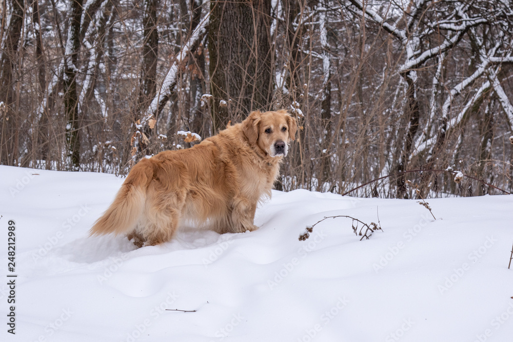 retriever on a walk in the winter park retriever on a walk in the winter park