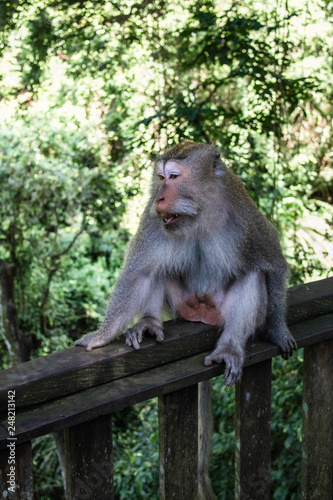 Floresta dos Macacos © Reynaldo G. Lopes
