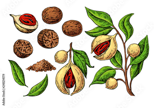 Nutmeg spice vector drawing. Ground seasoning nut sketch. Dried seeds and fresh mace fruits