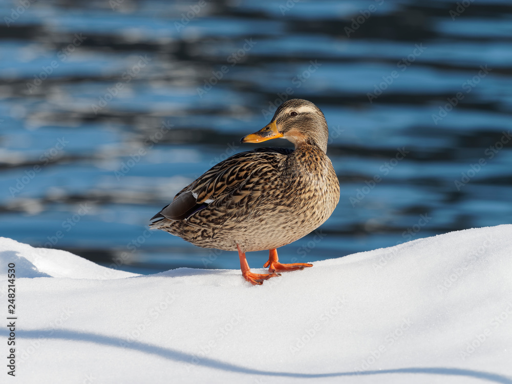 Anas platyrhynchos - Canard colvert femelle se dandinant dans la neige au bord de l'eau Anas platyrhynchos - Canard colvert femelle se dandinant dans la neige au bord de l'eau