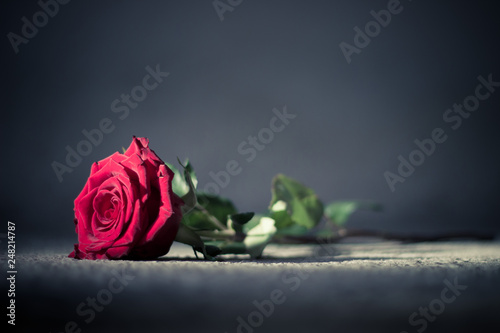 Fototapeta Naklejka Na Ścianę i Meble -  Beautiful, single red rose - dark background - romantic concept