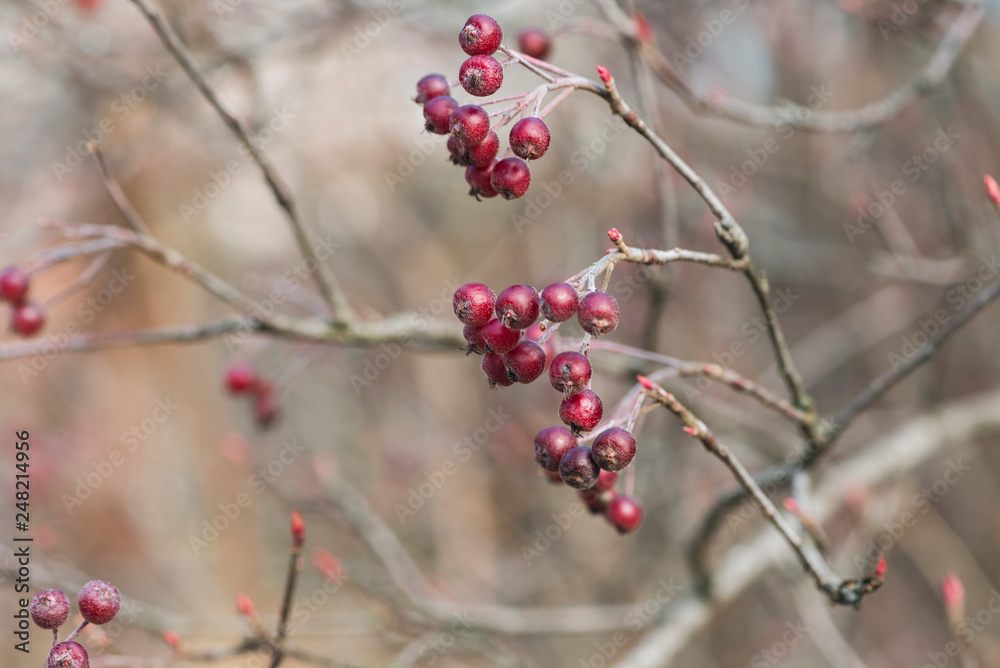 red berries of chokeberry on a branch