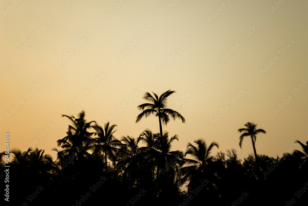 black silhouettes of palm jungle on the gray sky of the evening sky