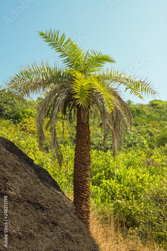 green palm tree near the rock on the background of a hill with jungle and clear blue sky