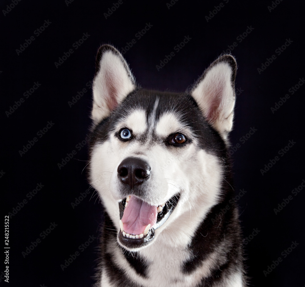Dog  breed Siberian Husky portrait on a black background