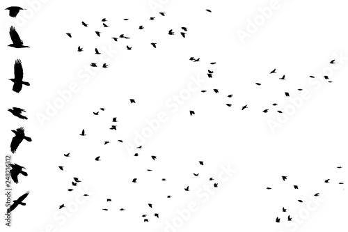 birds silhouette on white