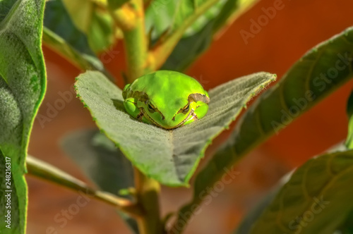 Beautiful Europaean Tree frog Hyla arborea - Stock Image © blackdiamond67