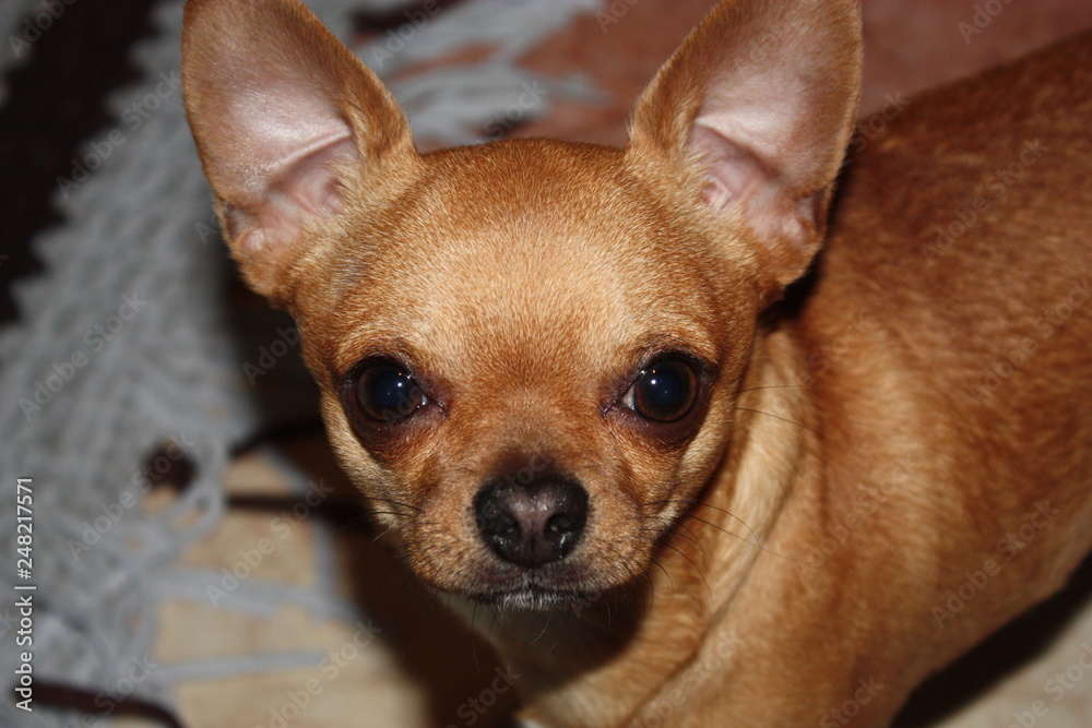 Perro chihuahua Perro chihuahua