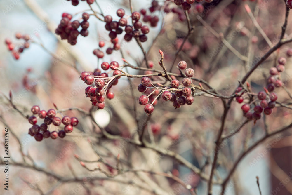 red berries of chokeberry on a branch red berries of chokeberry on a branch